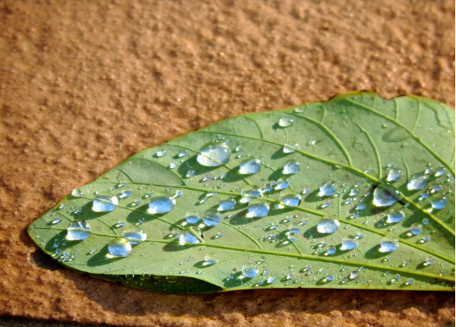 O propósito da vida se perde