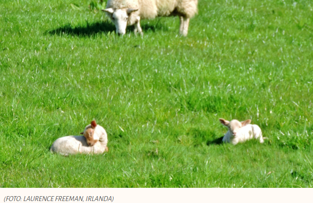 Se não conseguirmos controlar o ego, o ego nos controlará.