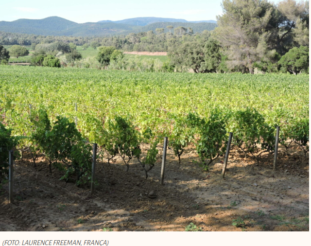 O vinho como símbolo da jornada espiritual