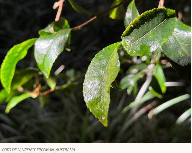 Aceitando a Impermanência