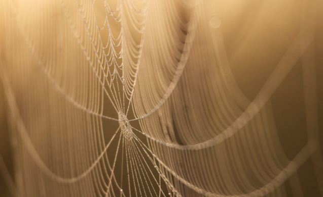 Ansiando por pertencer